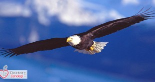 تو یک عقابی، پس به پرواز بیاندیش! | دکتر زندگی