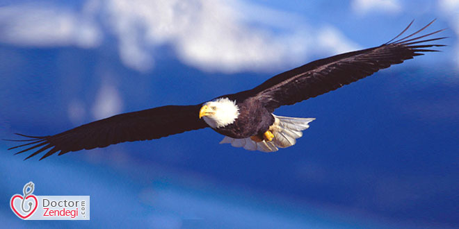 تو یک عقابی، پس به پرواز بیاندیش! | دکتر زندگی